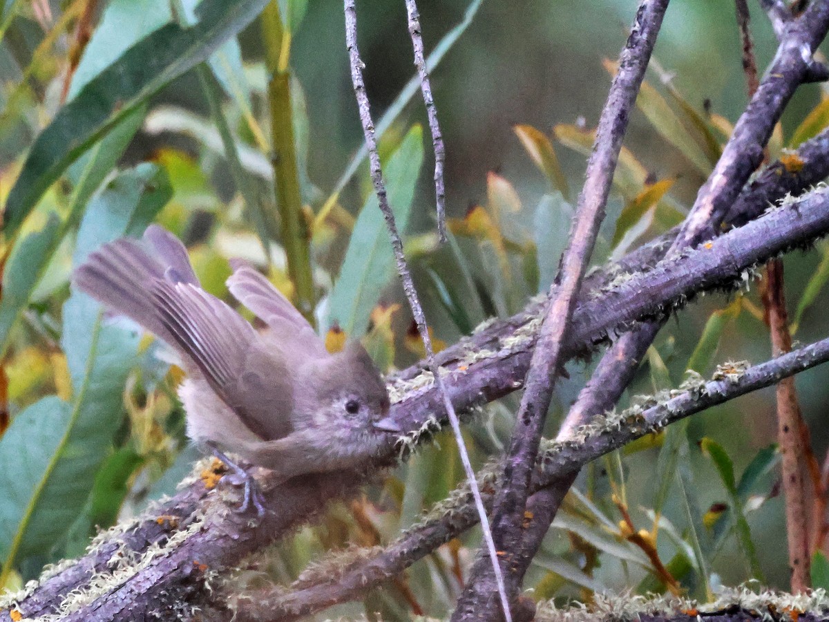 sýkora šedohnědá - ML646691468