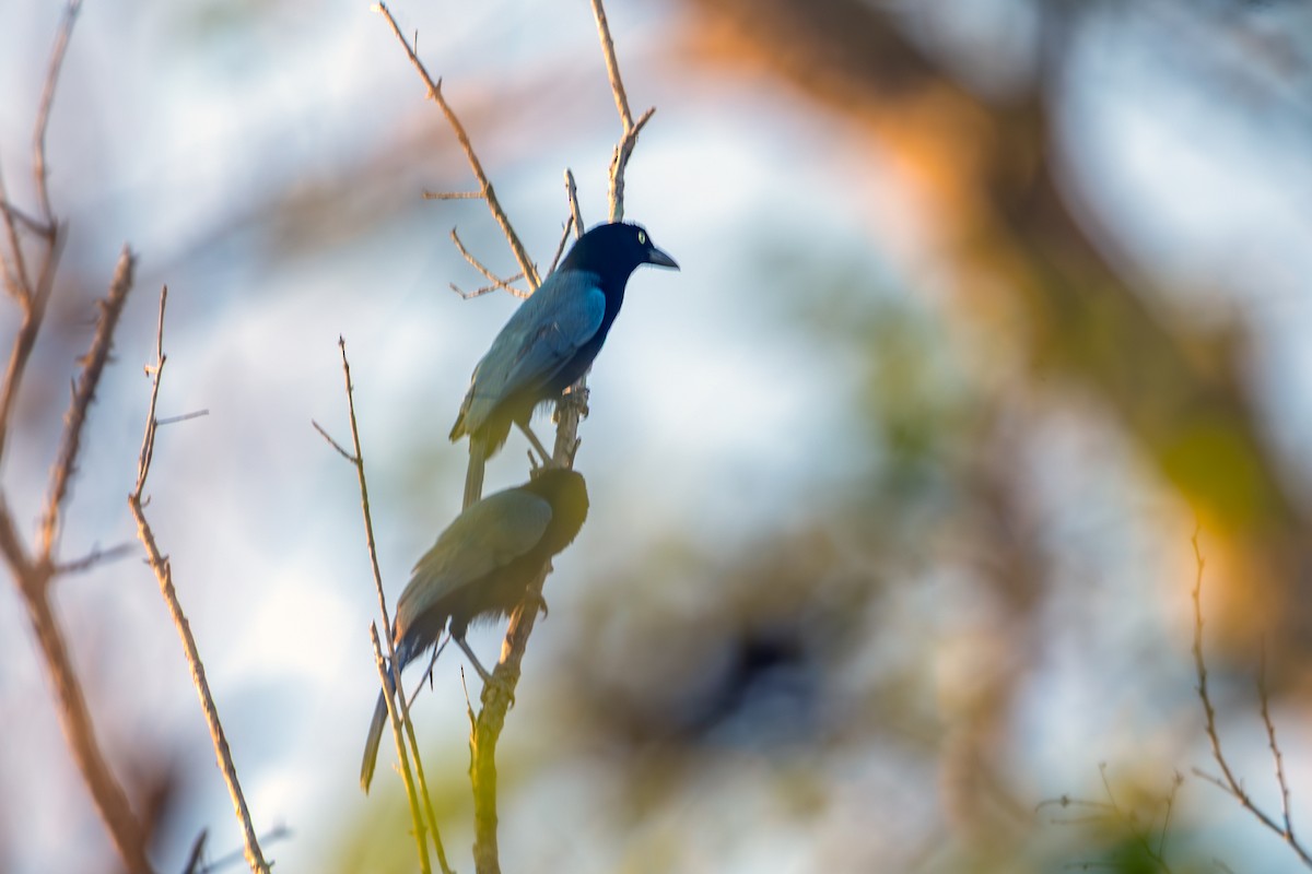 ヌレバカケス - ML646691469