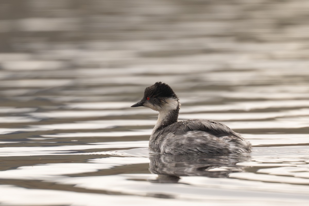 potápka stříbřitá - ML646691471