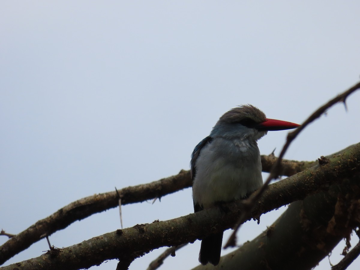 Senegal Yalıçapkını - ML646691475