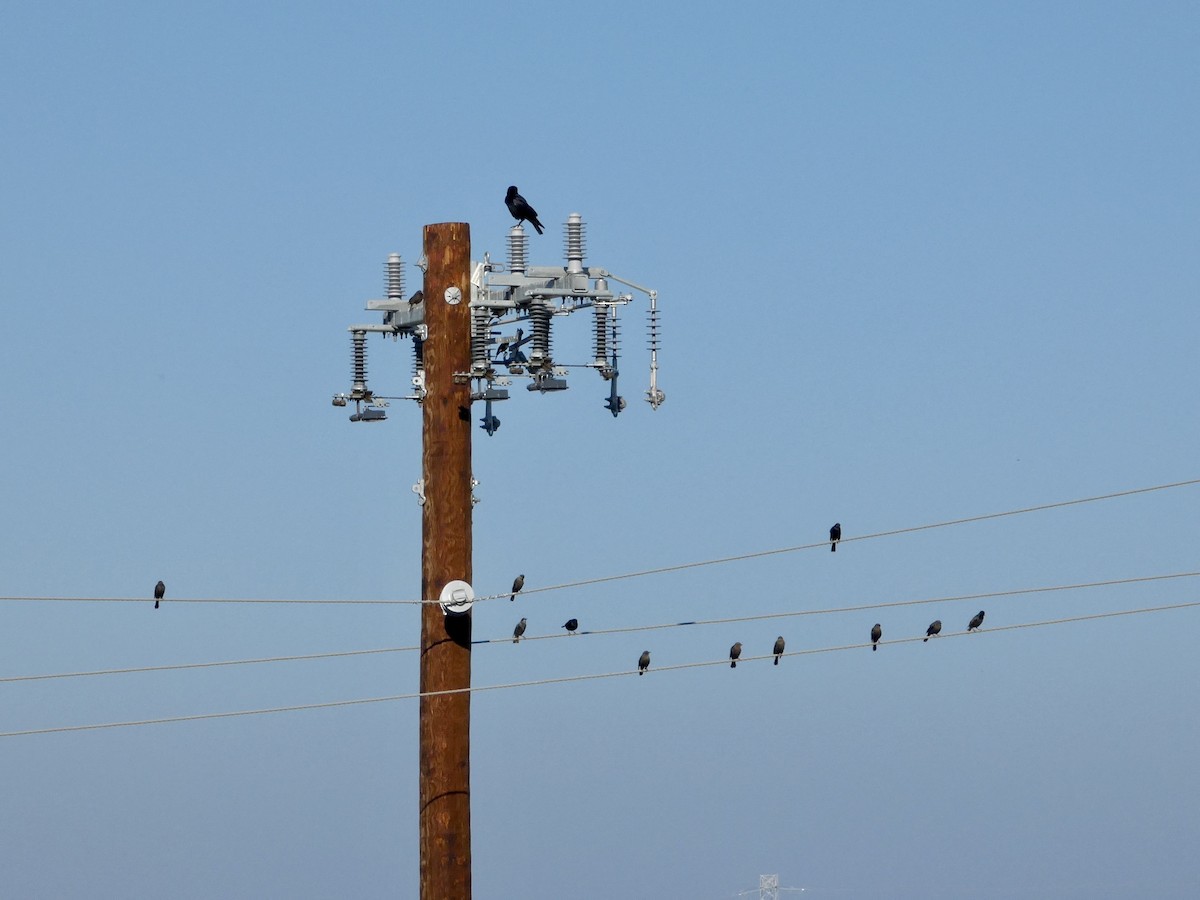 Amerika Kargası - ML646691476