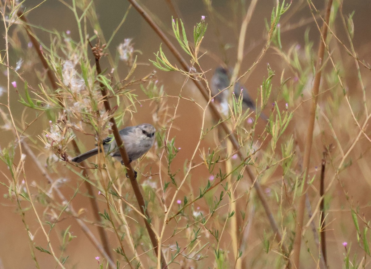 mlynařík americký - ML646691477