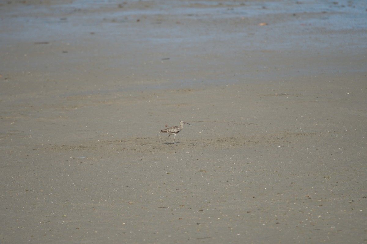 Sürmeli Kervançulluğu - ML646691478