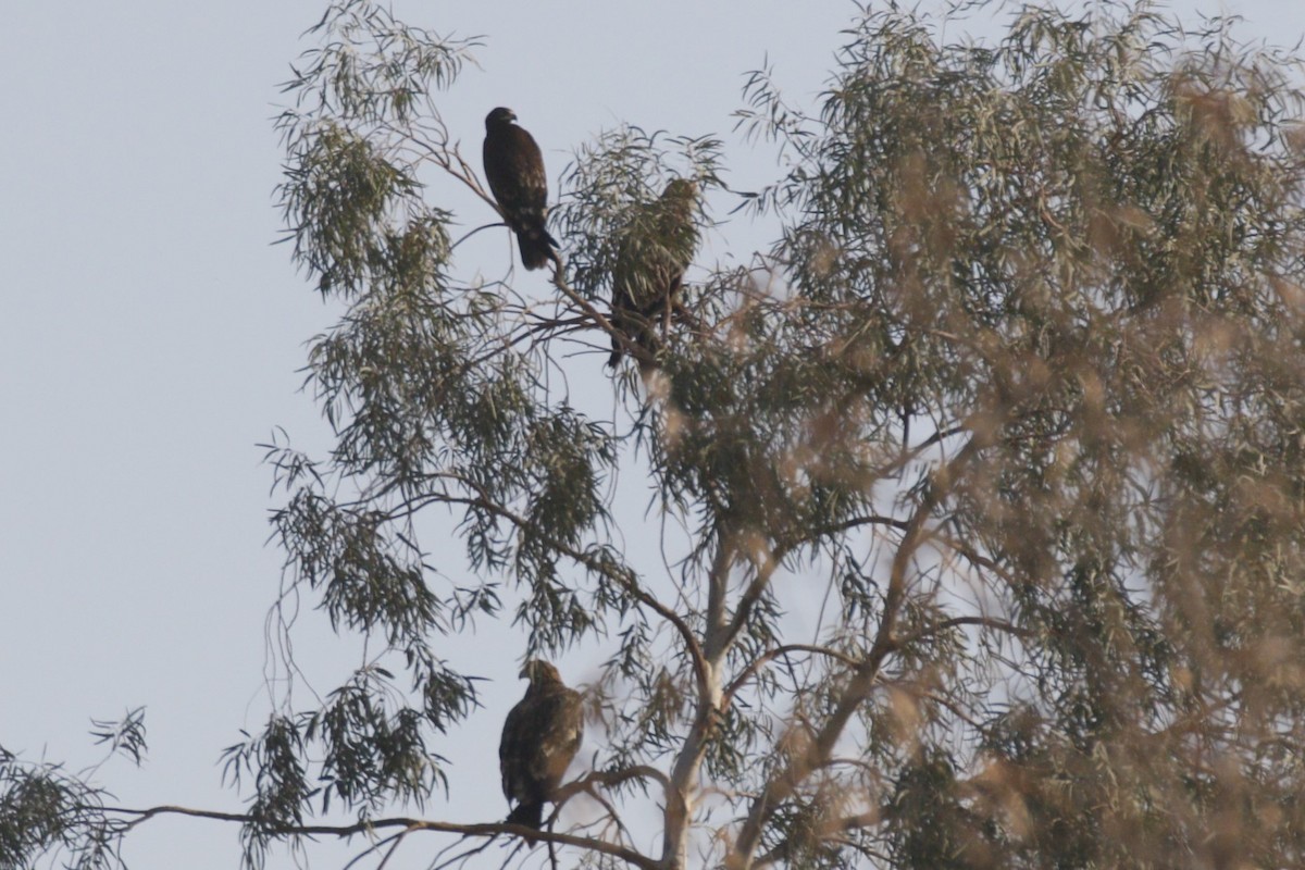 Büyük Orman Kartalı - ML646691479