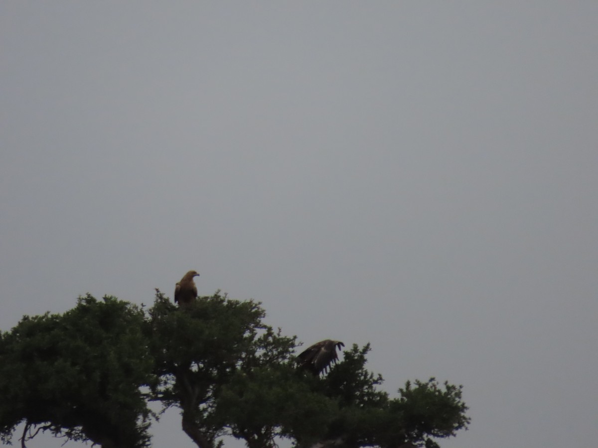 Korsan Kartal - ML646691481