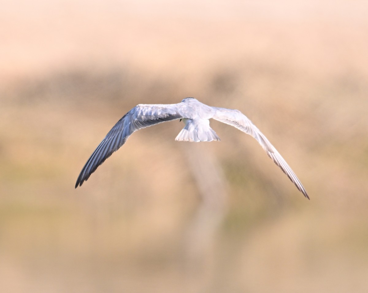 Bıyıklı Sumru - ML646691484