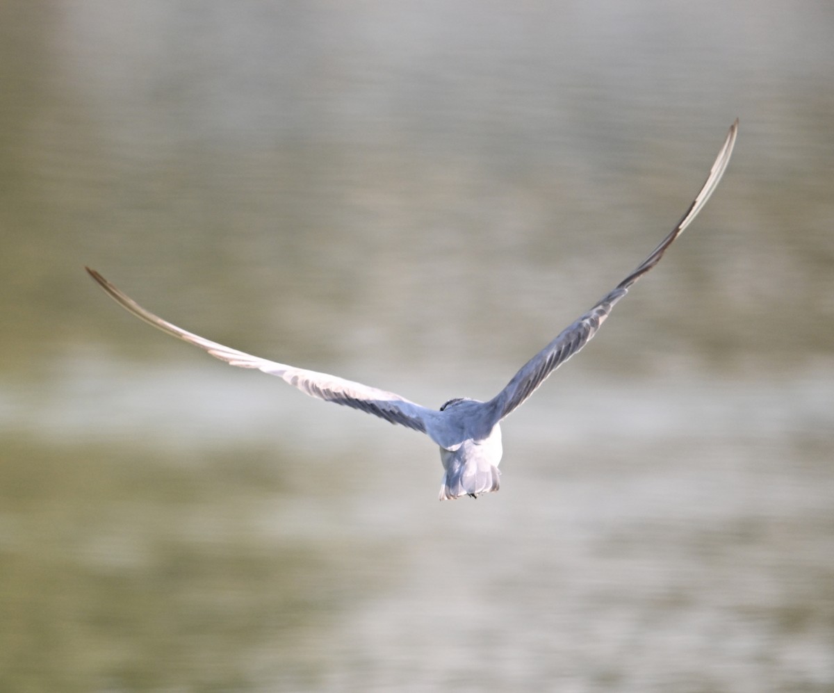 Bıyıklı Sumru - ML646691485