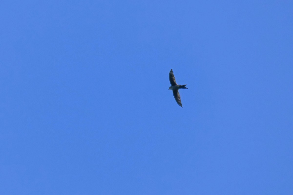 Cook Ebabili - ML646691487