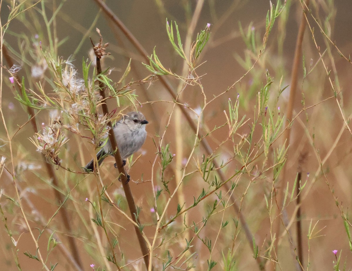 mlynařík americký - ML646691488