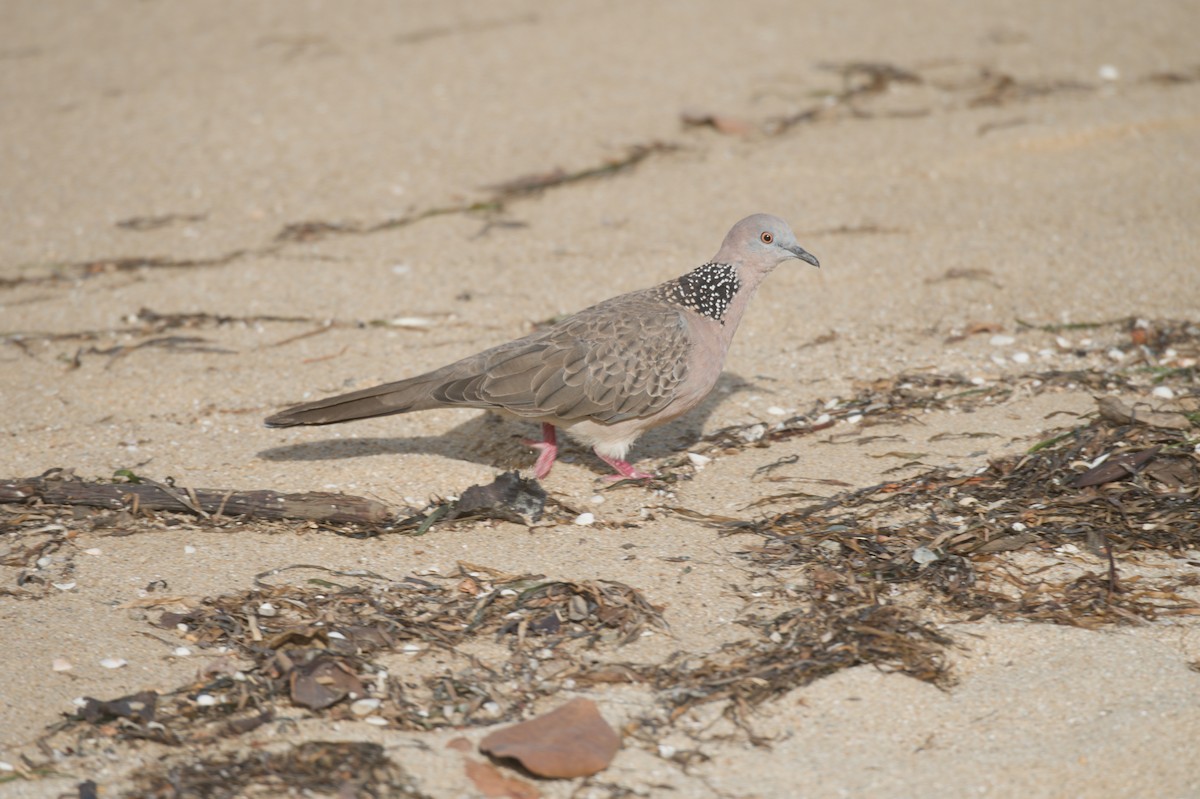 Küpeli Üveyik - ML646691489