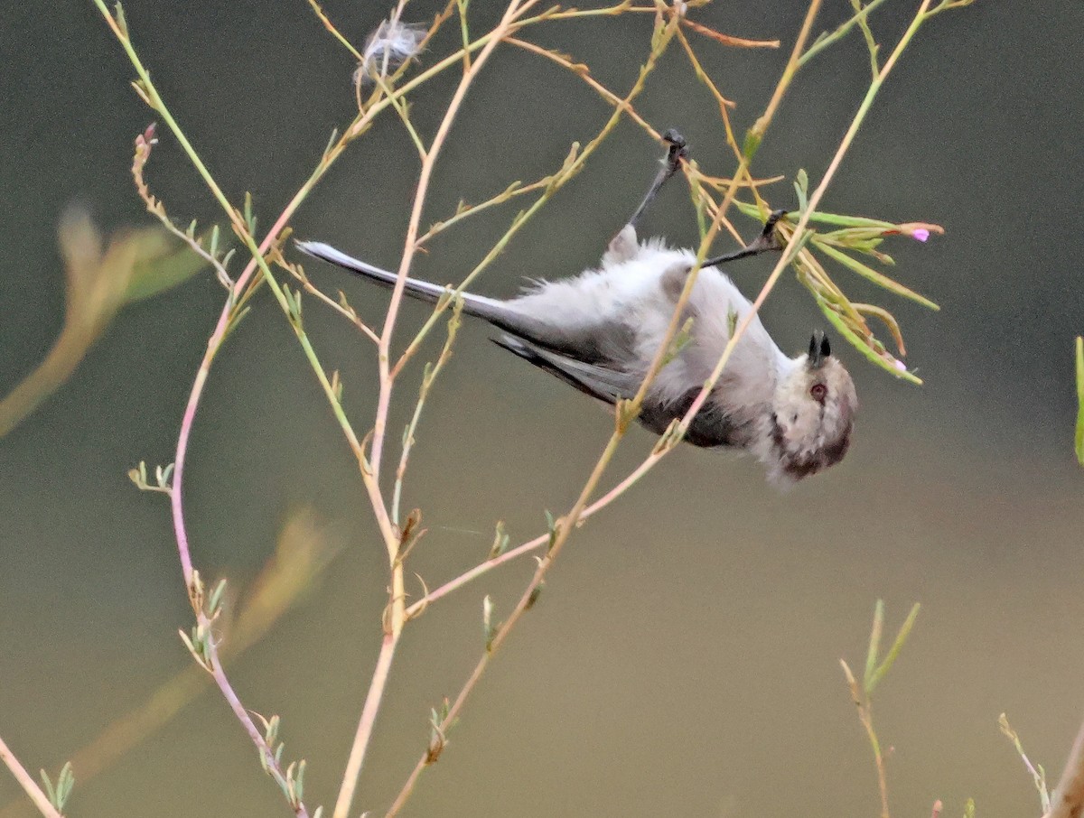 mlynařík americký - ML646691490