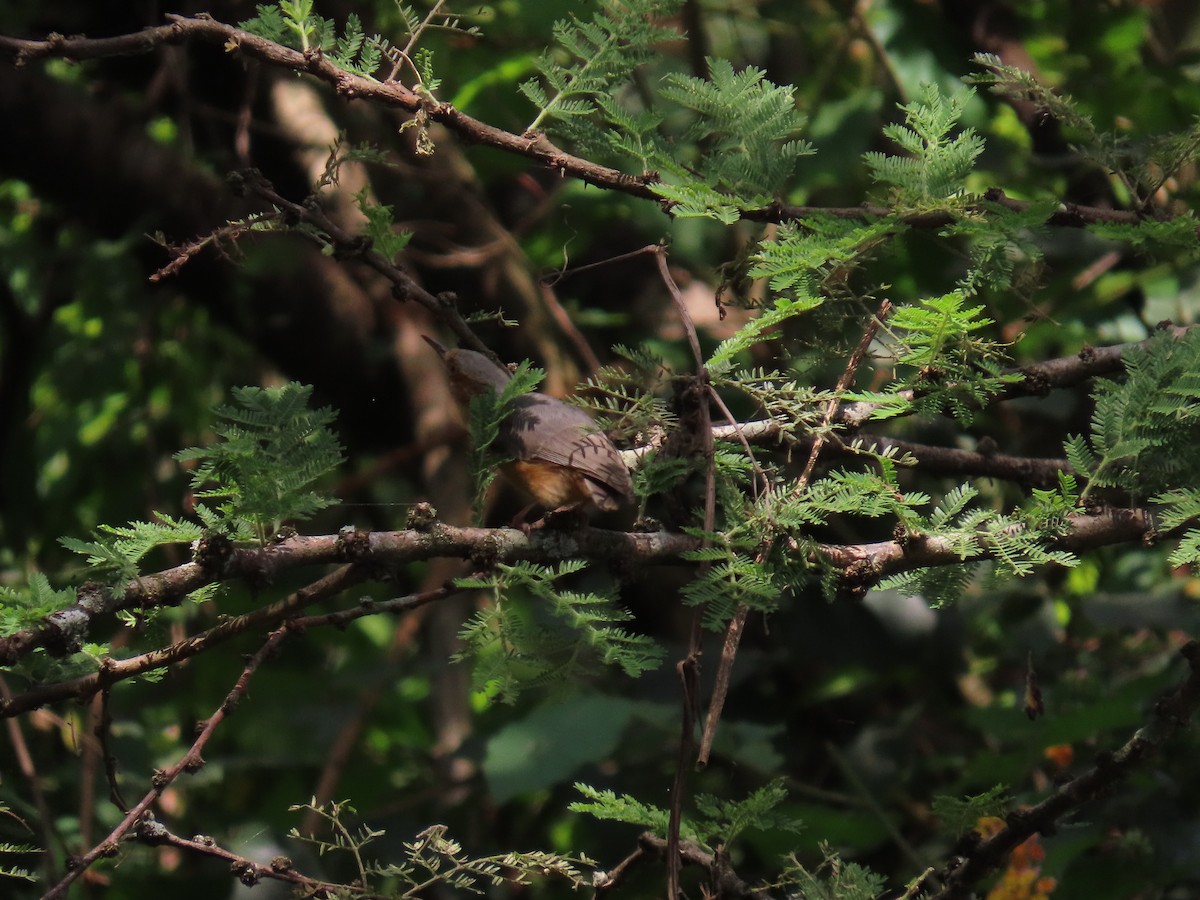 Al Yüzlü Krombek - ML646691491