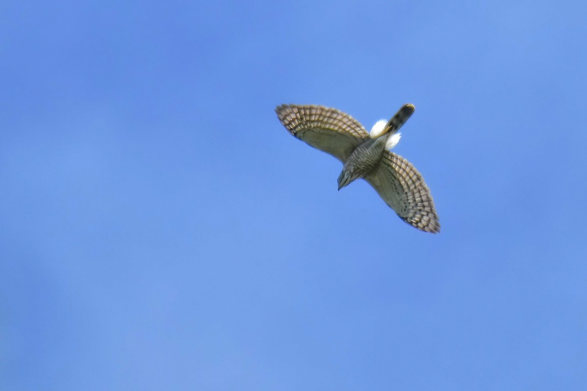 Tepeli Çakır - ML646691492