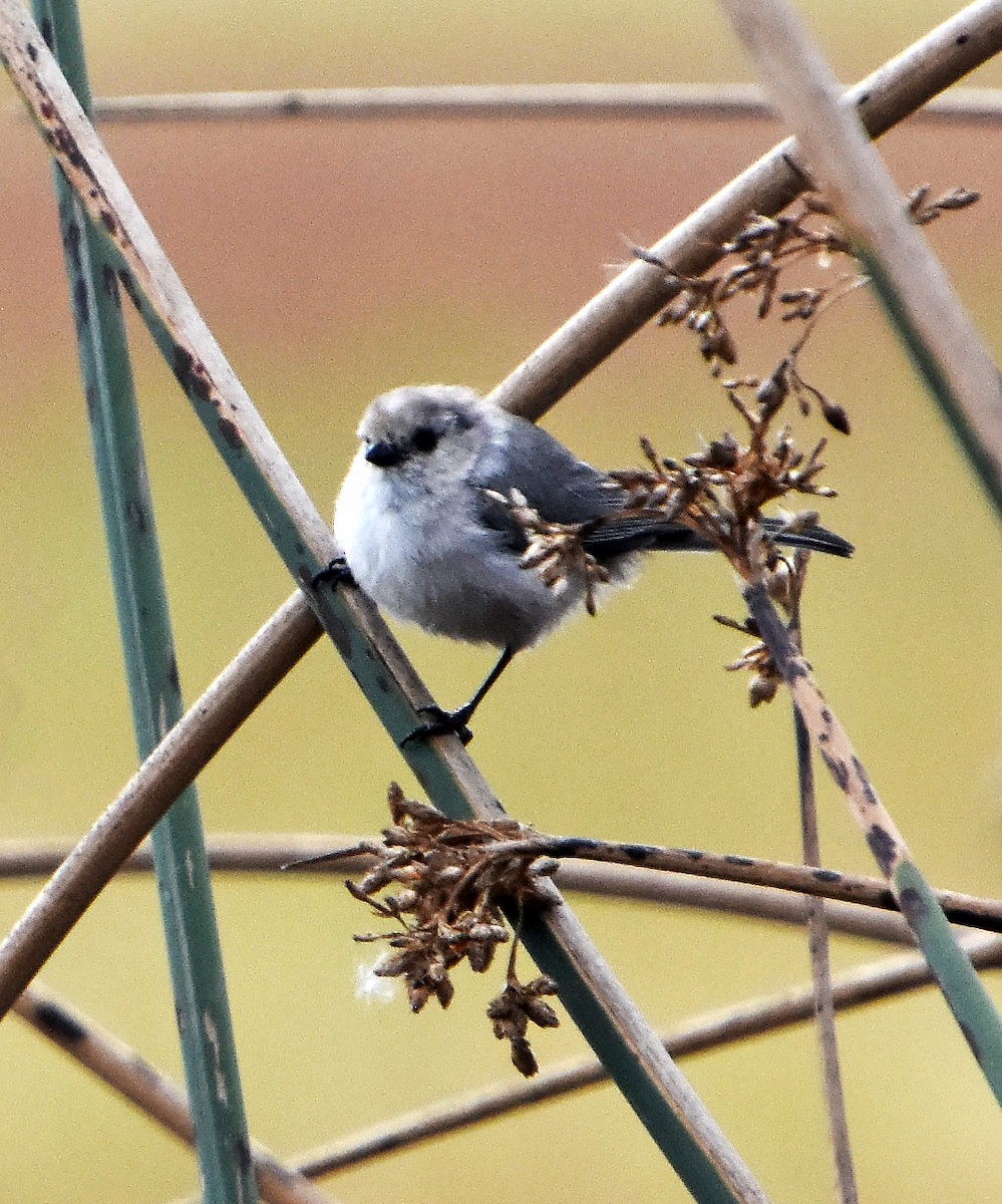 mlynařík americký - ML646691493