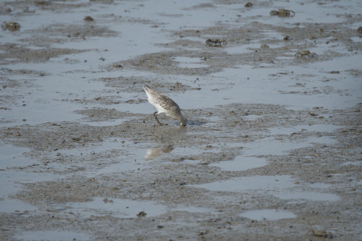 Kıyı Çamurçulluğu - ML646691496