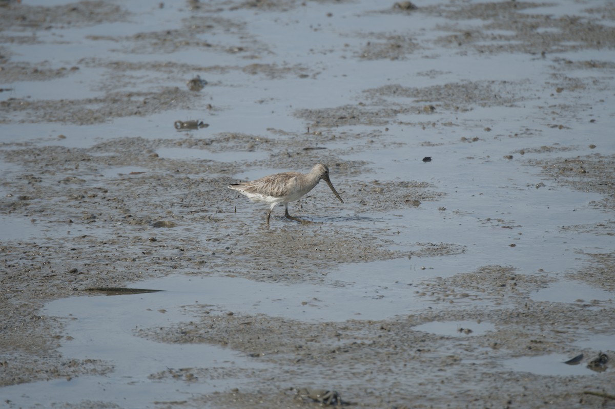 Kıyı Çamurçulluğu - ML646691497