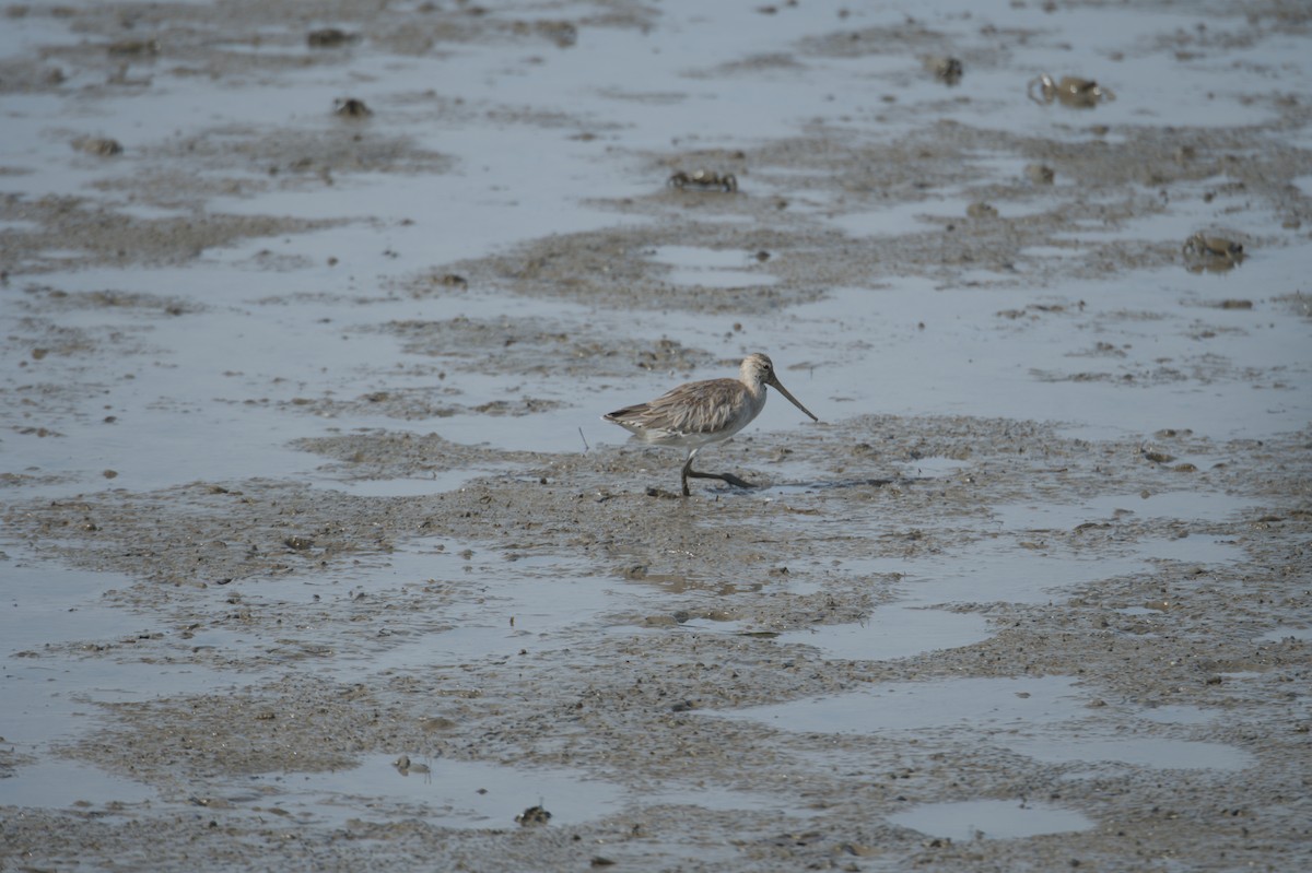 Kıyı Çamurçulluğu - ML646691498