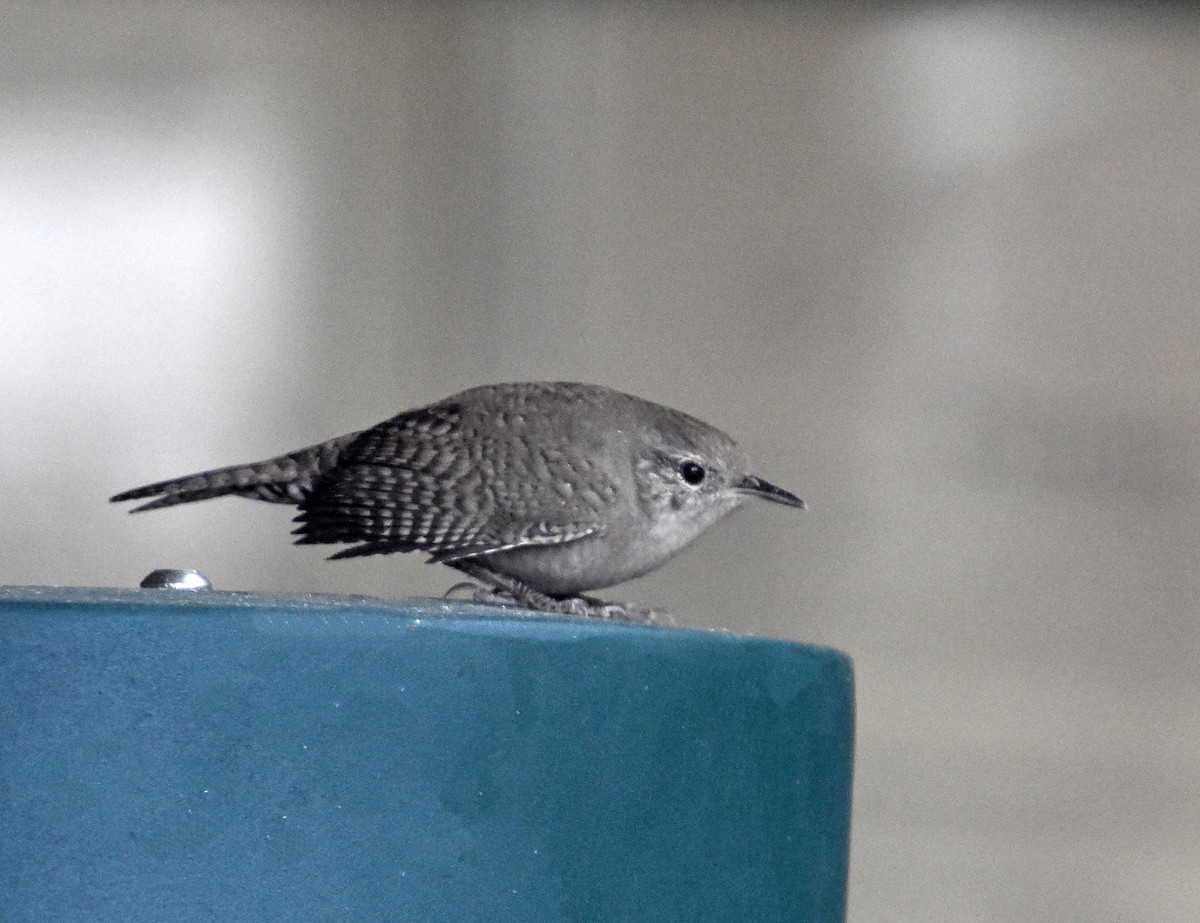 střízlík zahradní - ML646691499