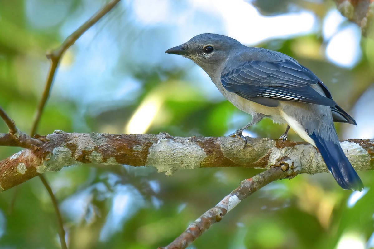 Kara Kanatlı Tırtılyiyen - ML646691500