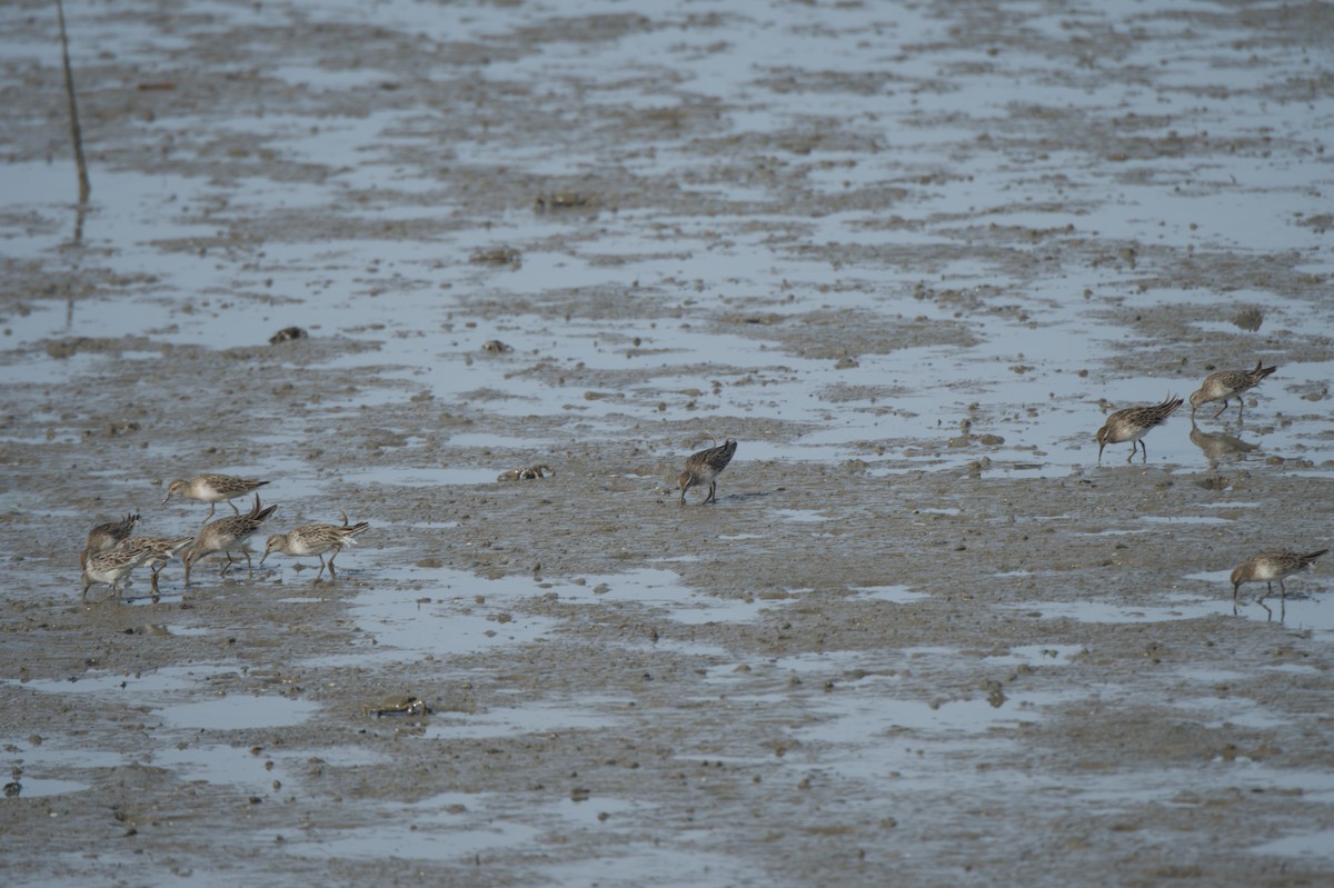 Kıl Kuyruklu Kumkuşu - ML646691501