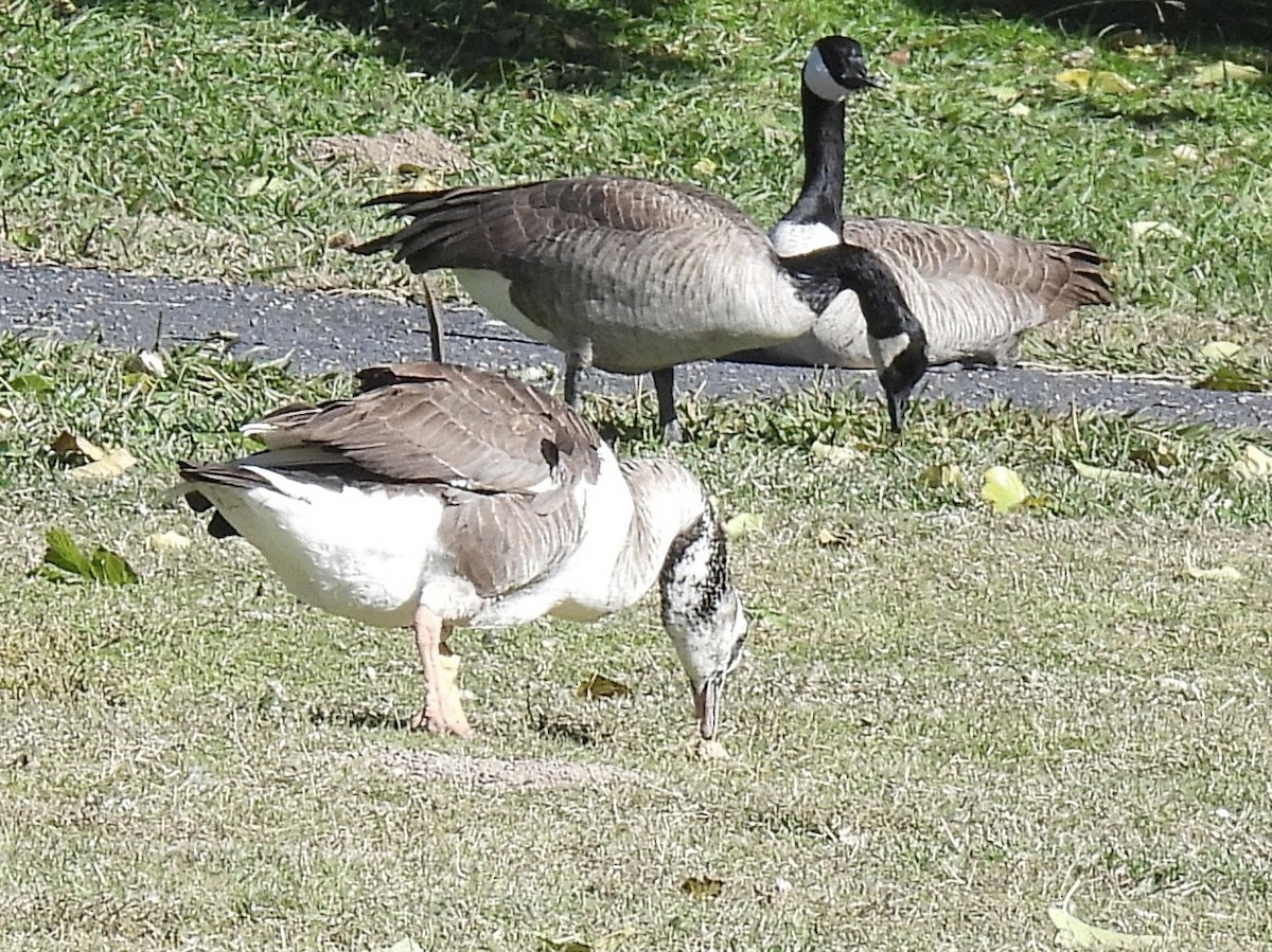 Хошуу галуу - ML646691502