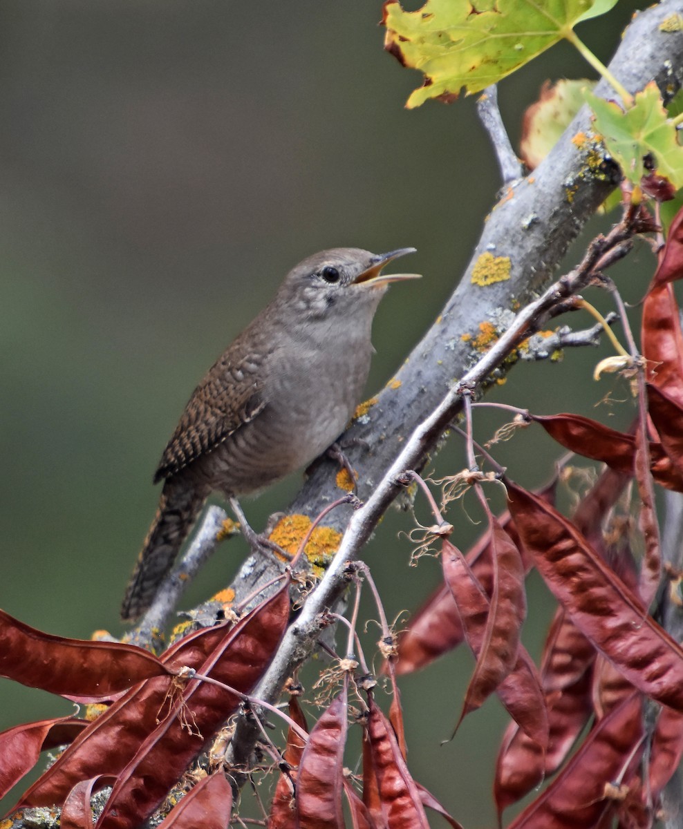 střízlík zahradní - ML646691503