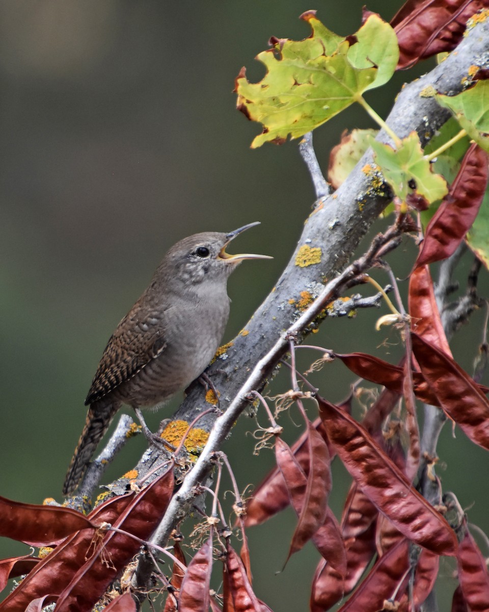 střízlík zahradní - ML646691504