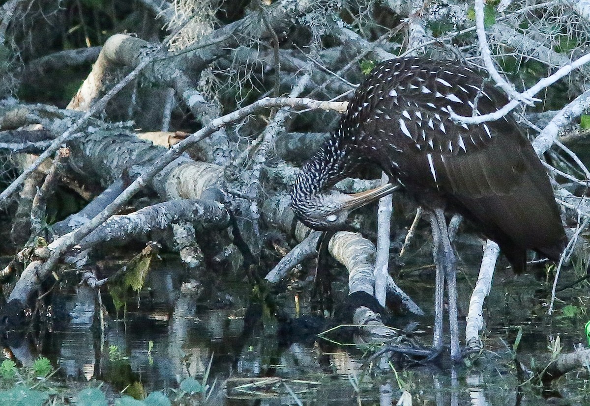Limpkin - ML646691505