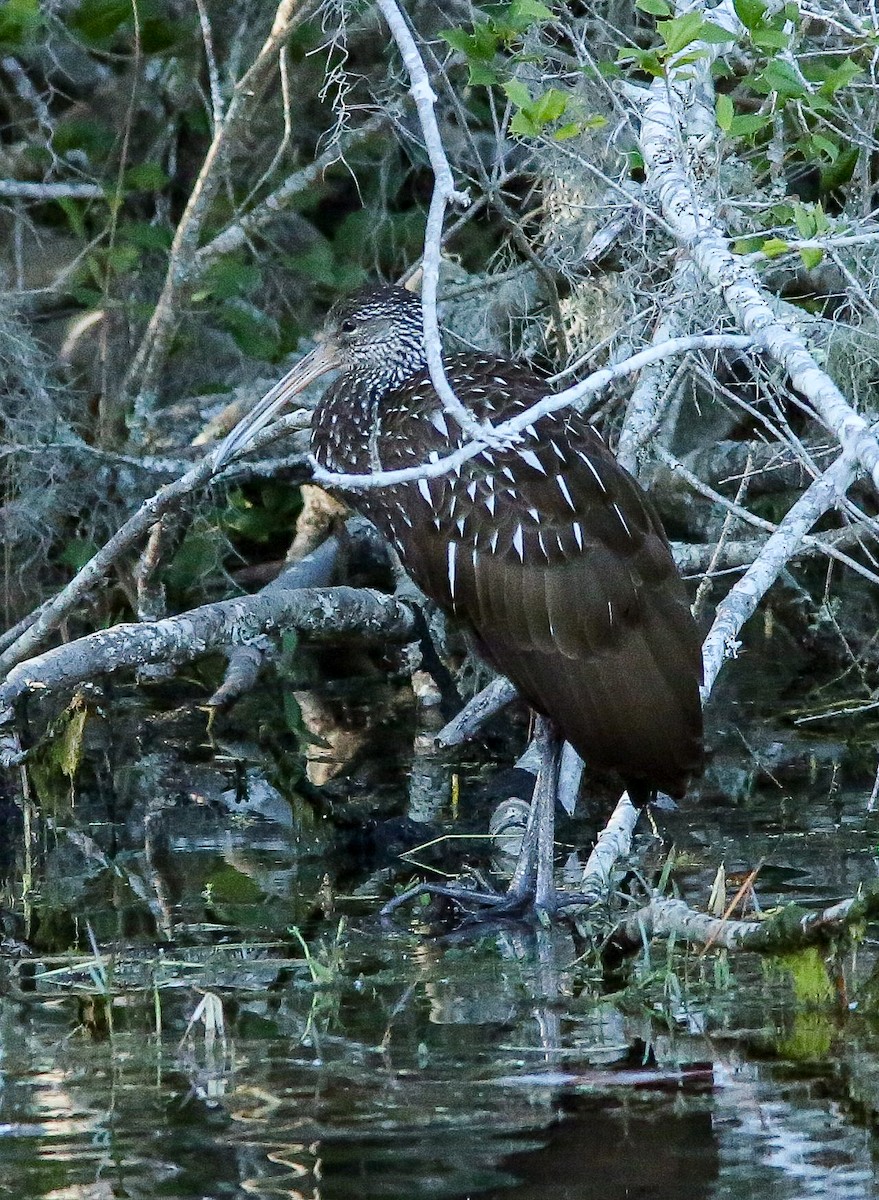 Limpkin - ML646691506
