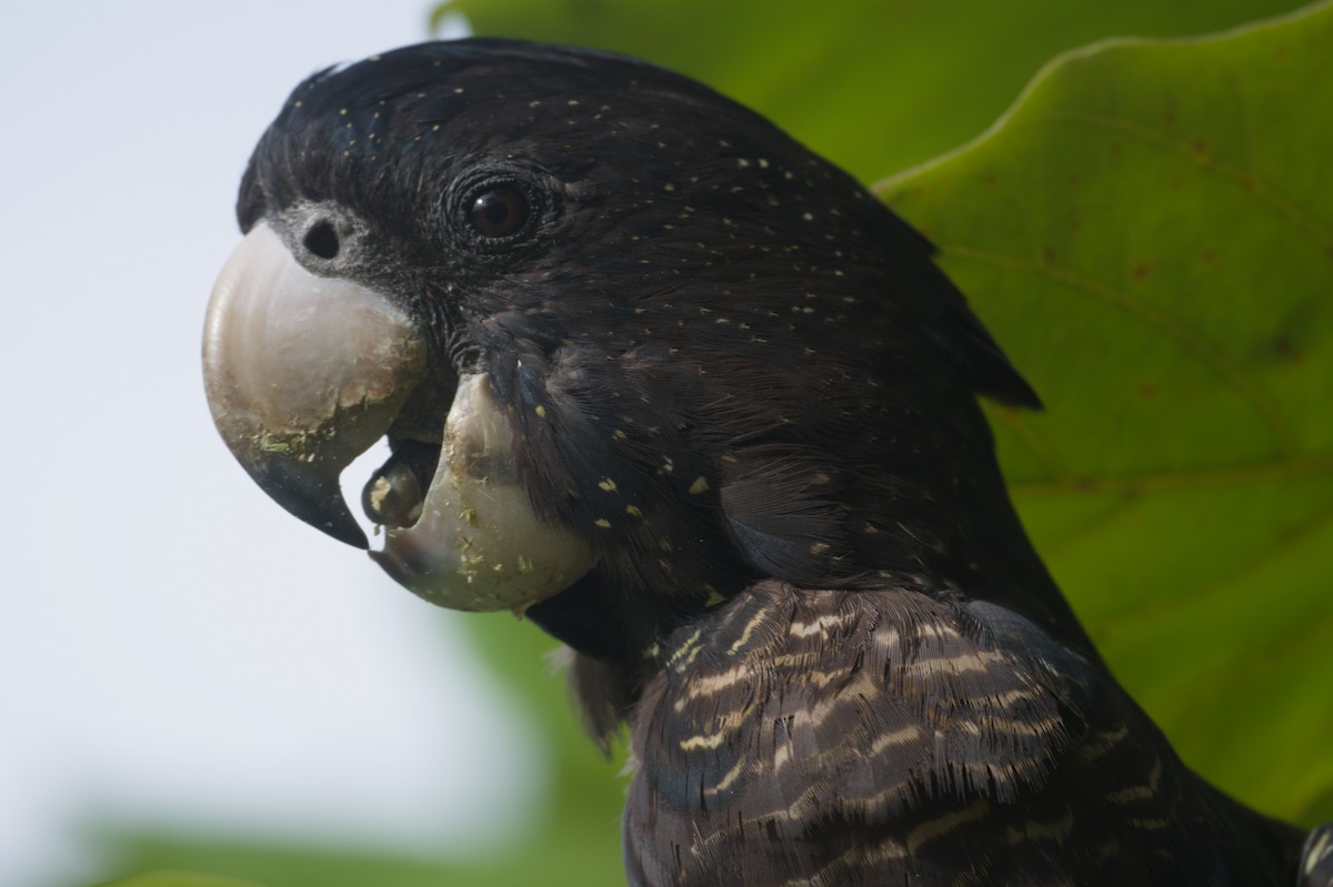 Kızıl Kuyruklu Kakadu - ML646691507