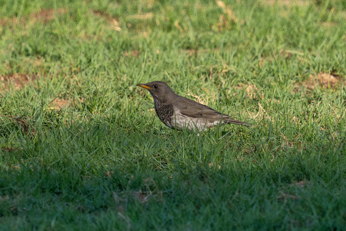 Дрізд чорноволий - ML646691513