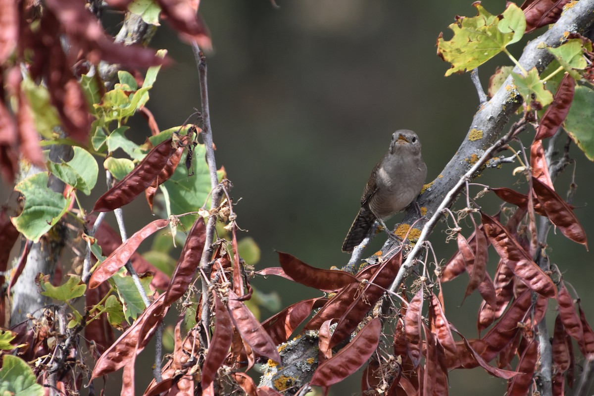 střízlík zahradní - ML646691514