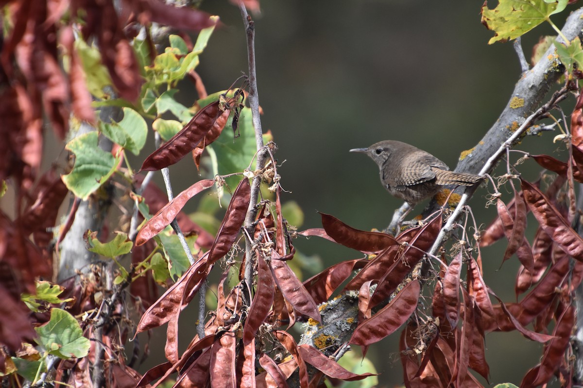 střízlík zahradní - ML646691516