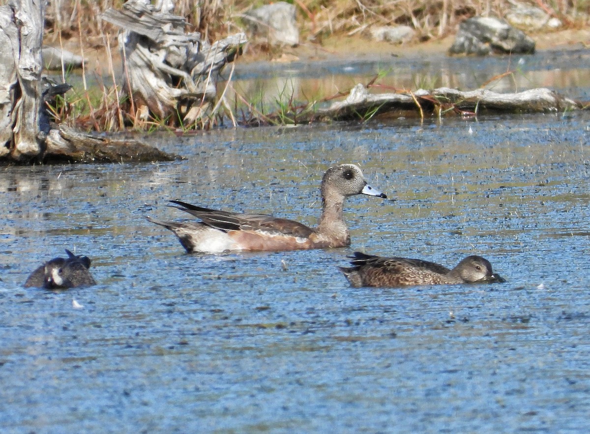 American Wigeon - ML646691518