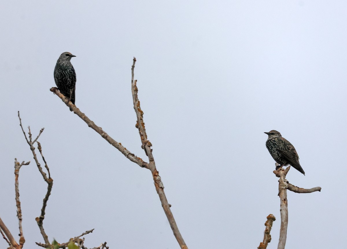 špaček obecný - ML646691523