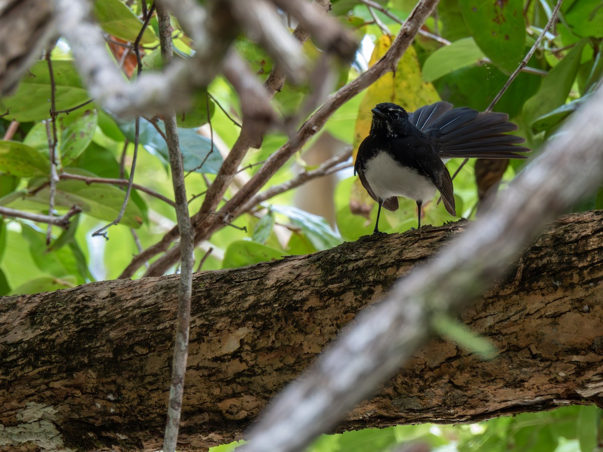 Чёрно-белая веерохвостка - ML646691527