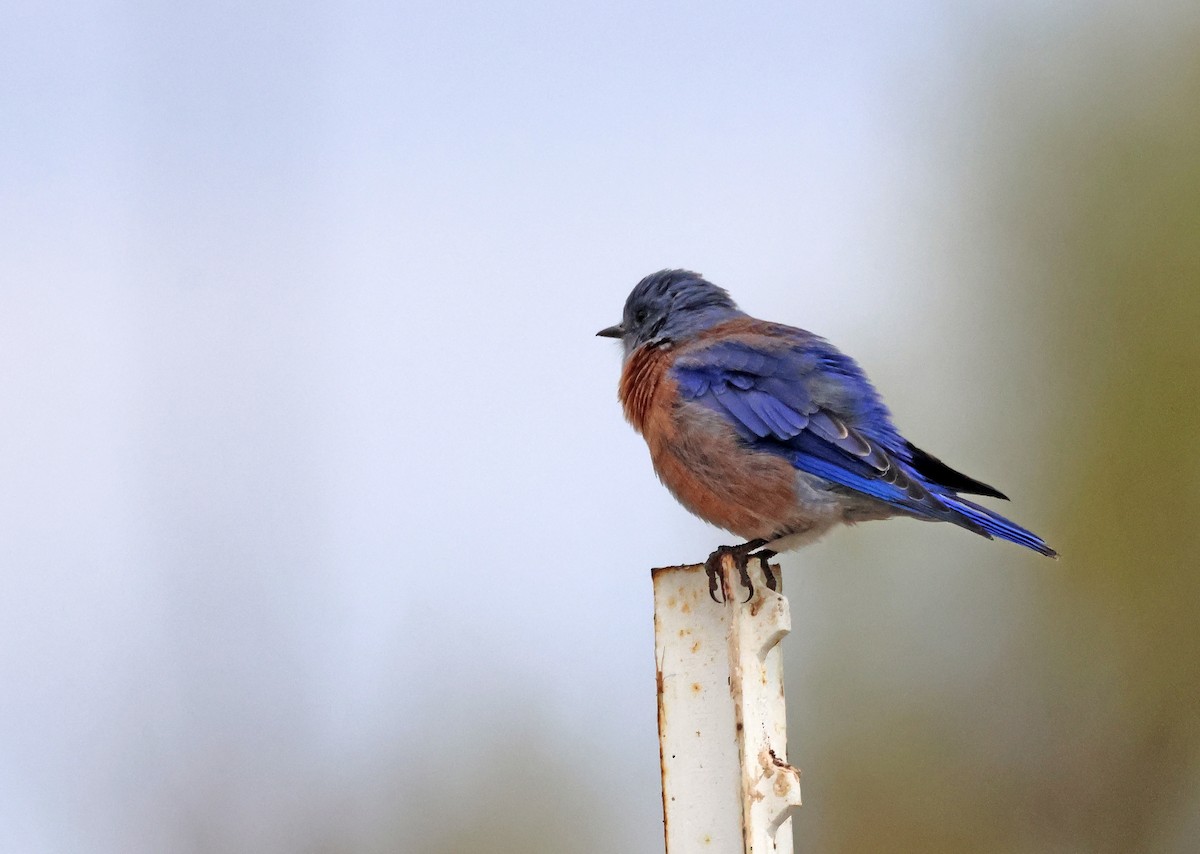 salašník západní - ML646691530