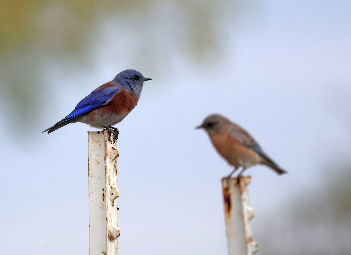 salašník západní - ML646691531