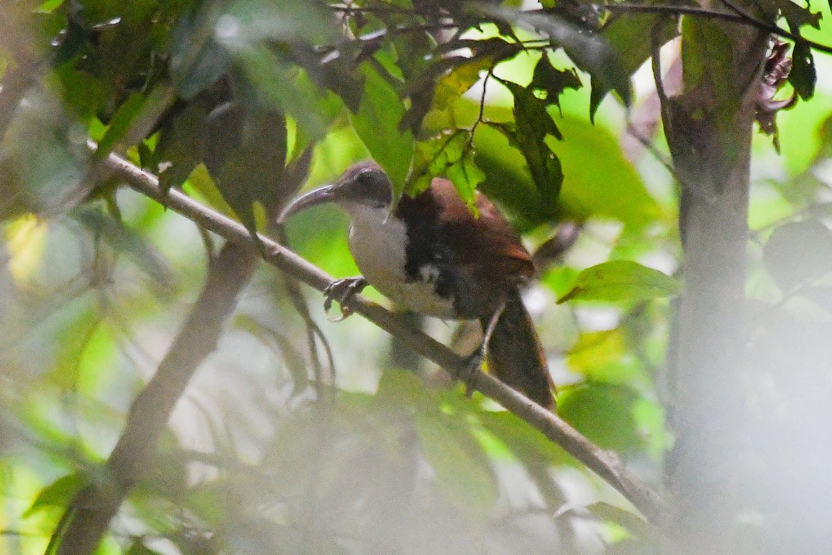 Large Scimitar-Babbler - ML646691535