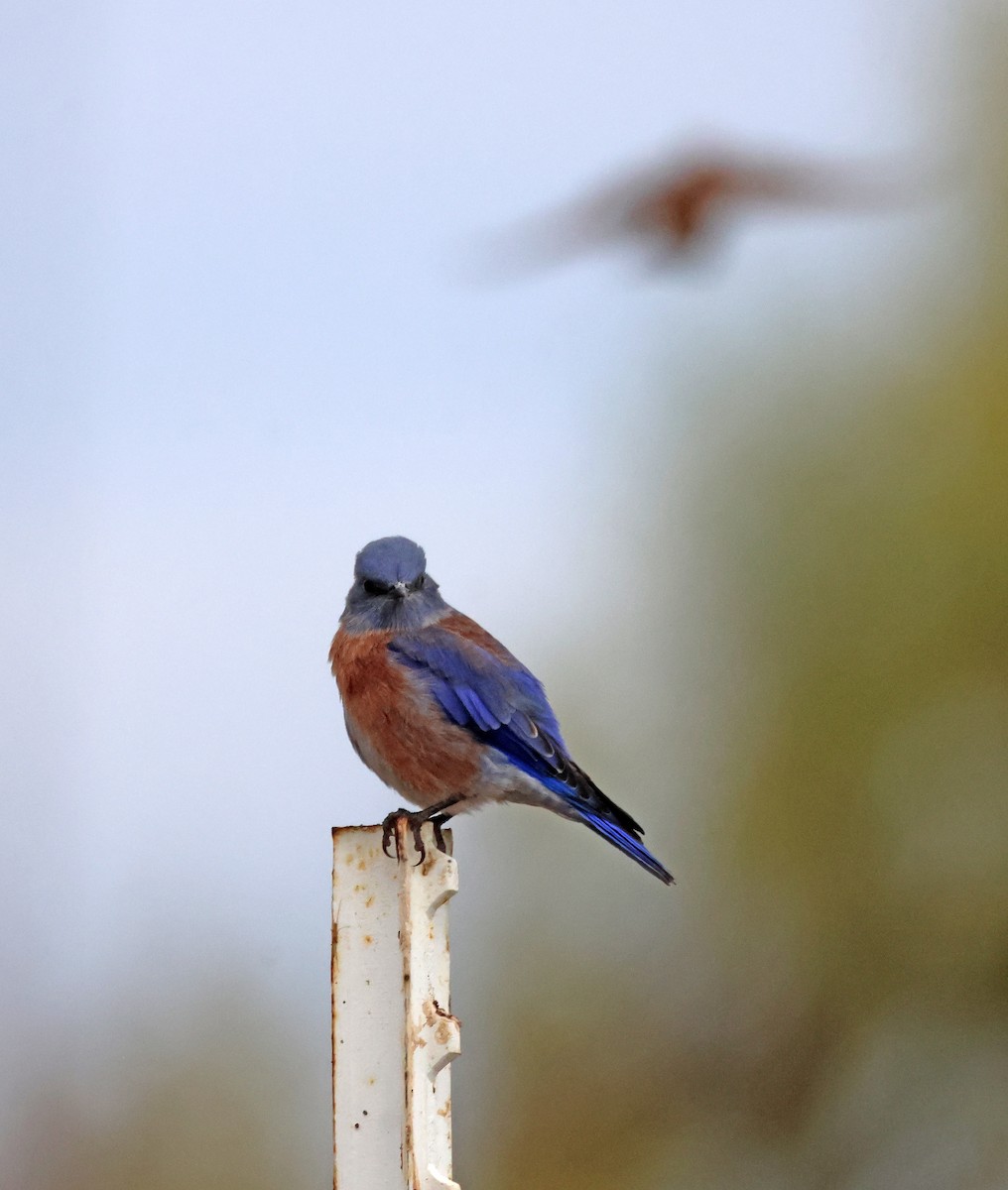 salašník západní - ML646691536