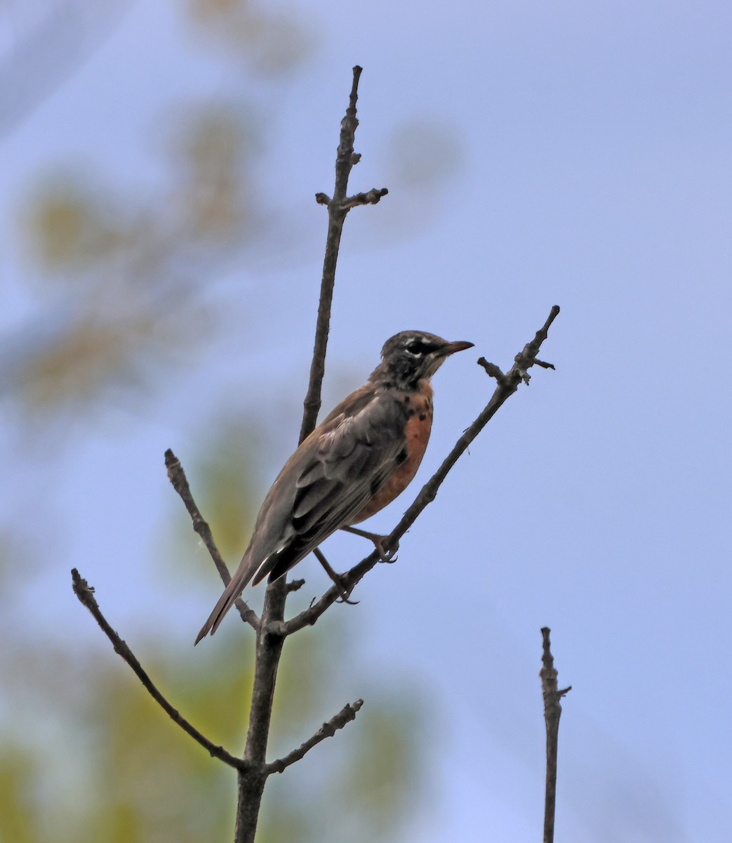 drozd stěhovavý - ML646691545