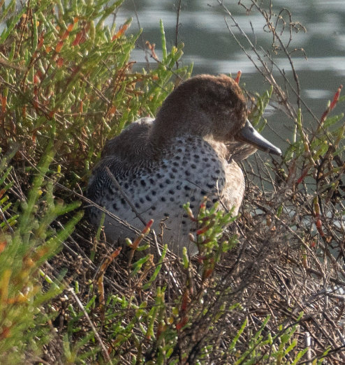 オナガガモ - ML646691548