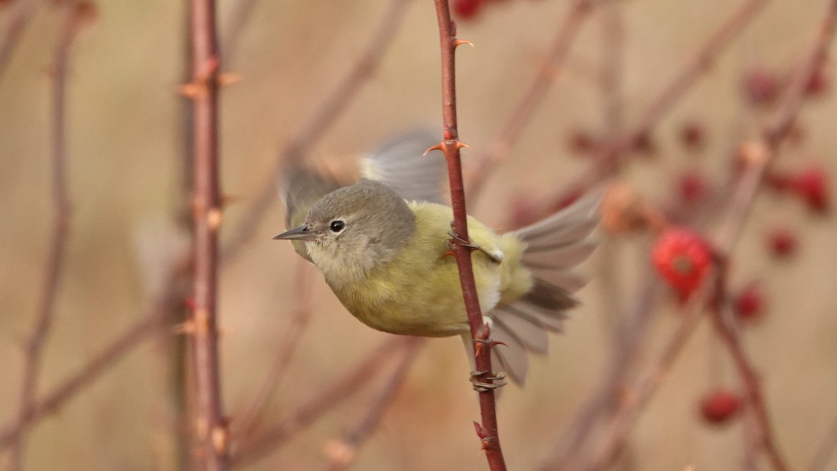 Orange-crowned Warbler (Gray-headed) - ML646691549