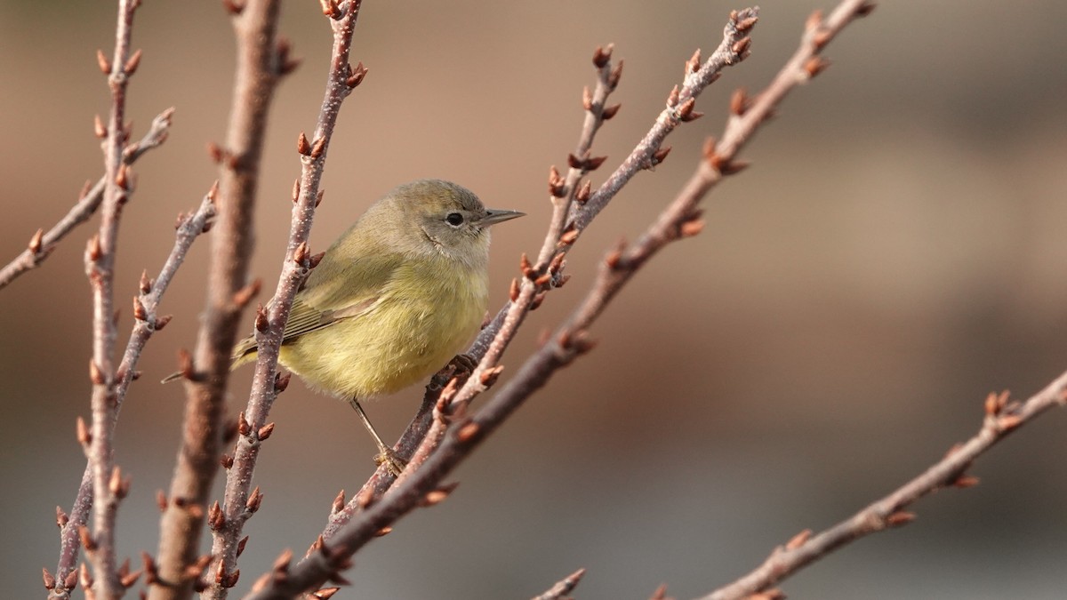 Orange-crowned Warbler (Gray-headed) - ML646691550