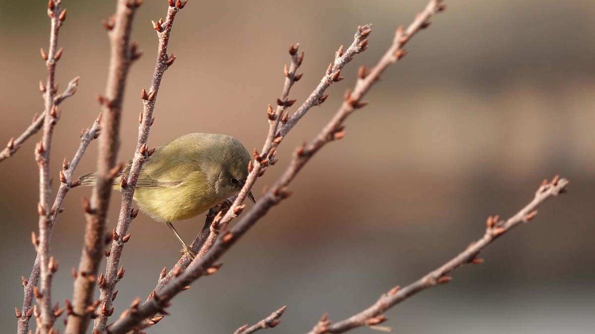 Orange-crowned Warbler (Gray-headed) - ML646691551