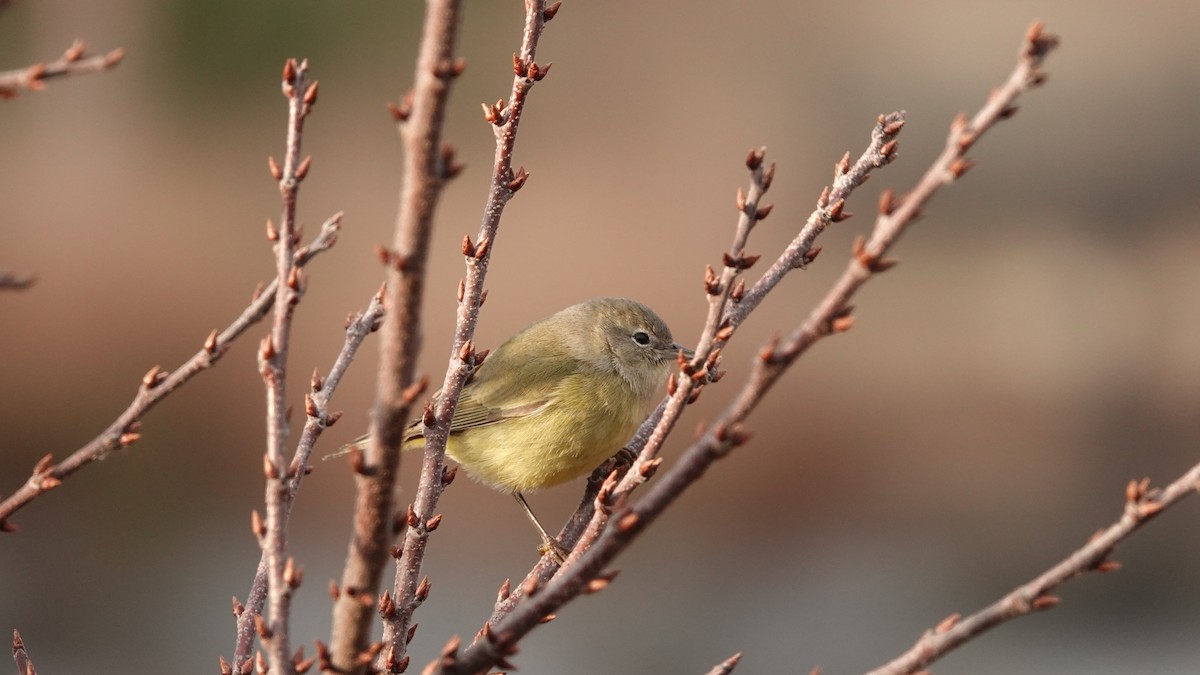 Orange-crowned Warbler (Gray-headed) - ML646691552