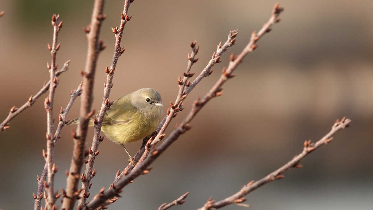 Orange-crowned Warbler (Gray-headed) - ML646691553