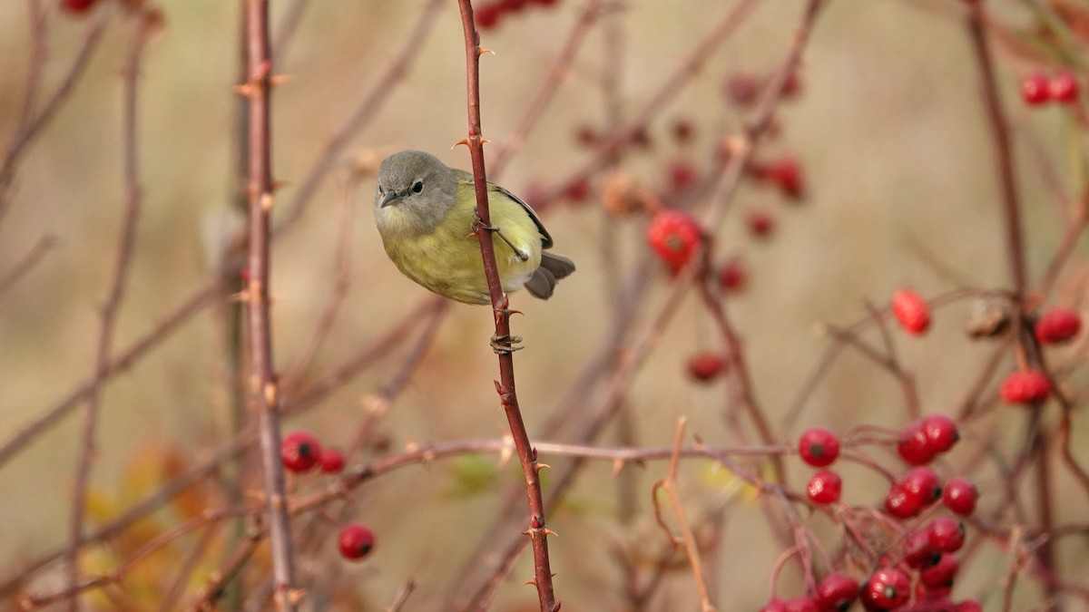 Orange-crowned Warbler (Gray-headed) - ML646691554