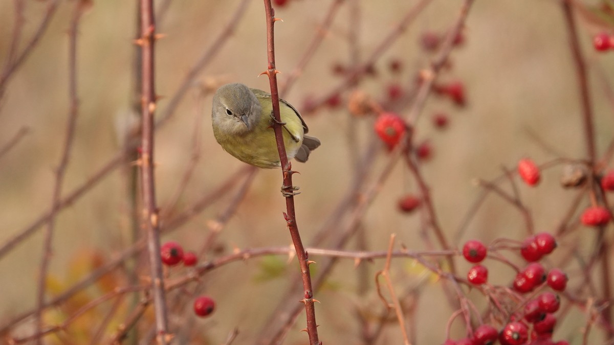 Orange-crowned Warbler (Gray-headed) - ML646691555