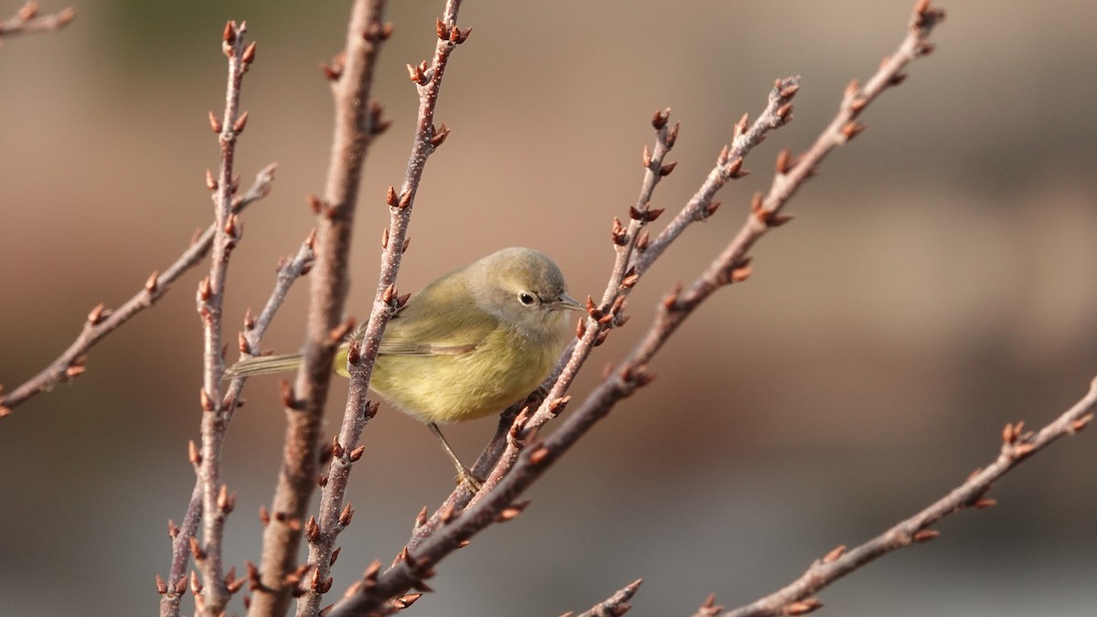 Orange-crowned Warbler (Gray-headed) - ML646691556